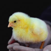V&ouml;gel_1